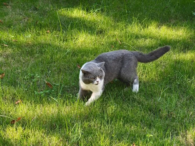 梦到一只猫很凶_1