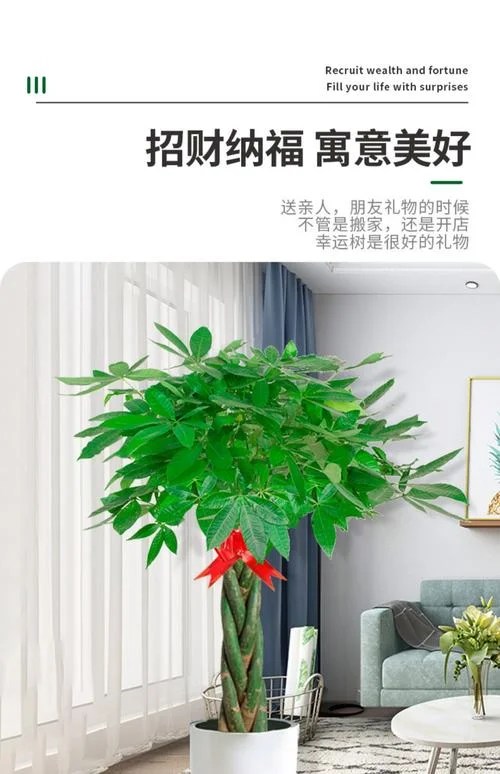 发财树别名叫什么名字_1