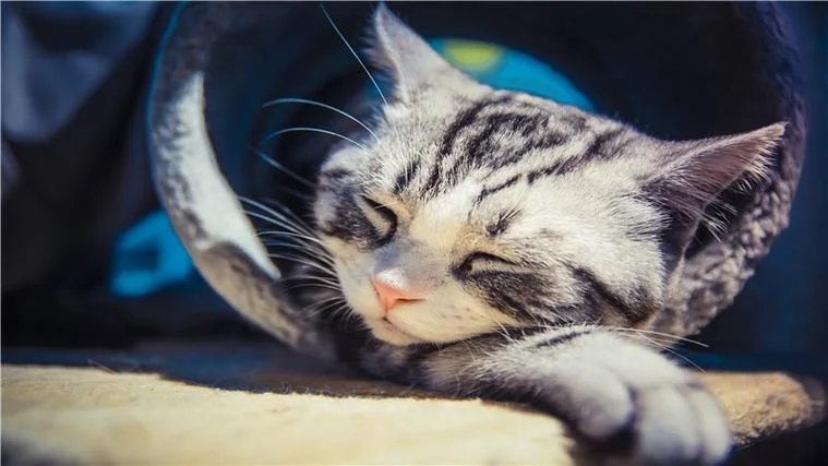 周公解梦梦见被猫咬脚-梦见猫咬脚周公解梦