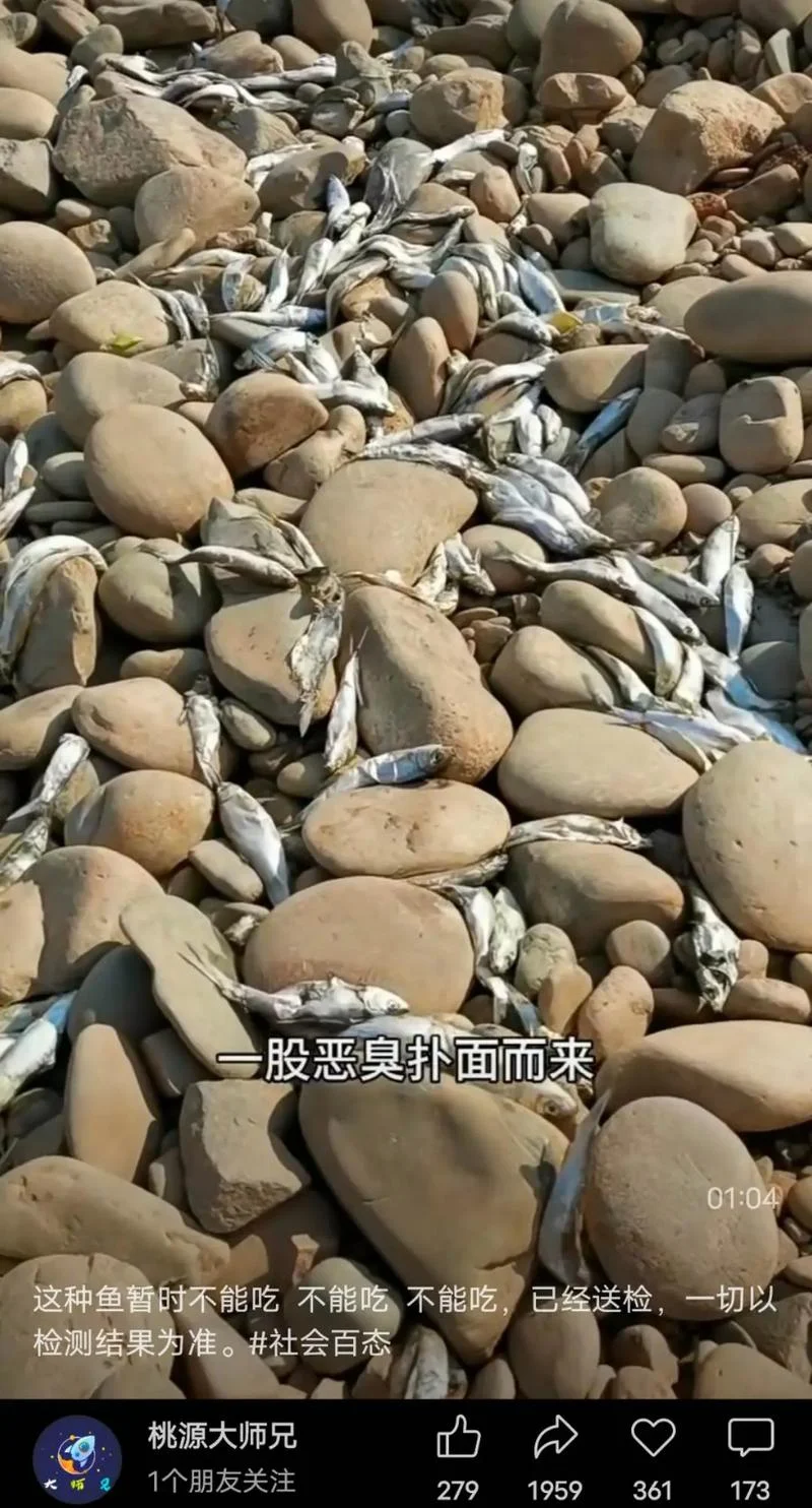 梦见死鱼咋回事_2
