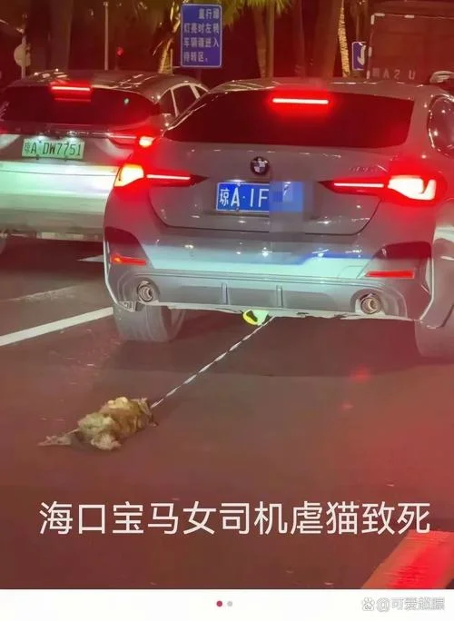 梦见别人踩死猫_1