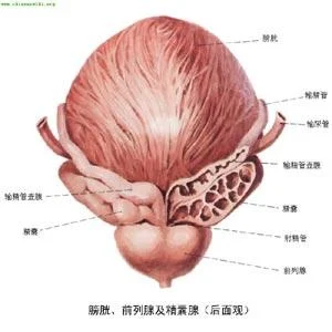 男人的生殖器叫什么-男人生殖器名称