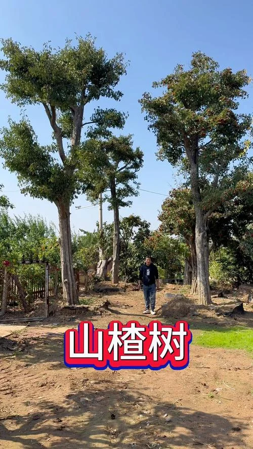 一亩地能种多少棵山楂树_2