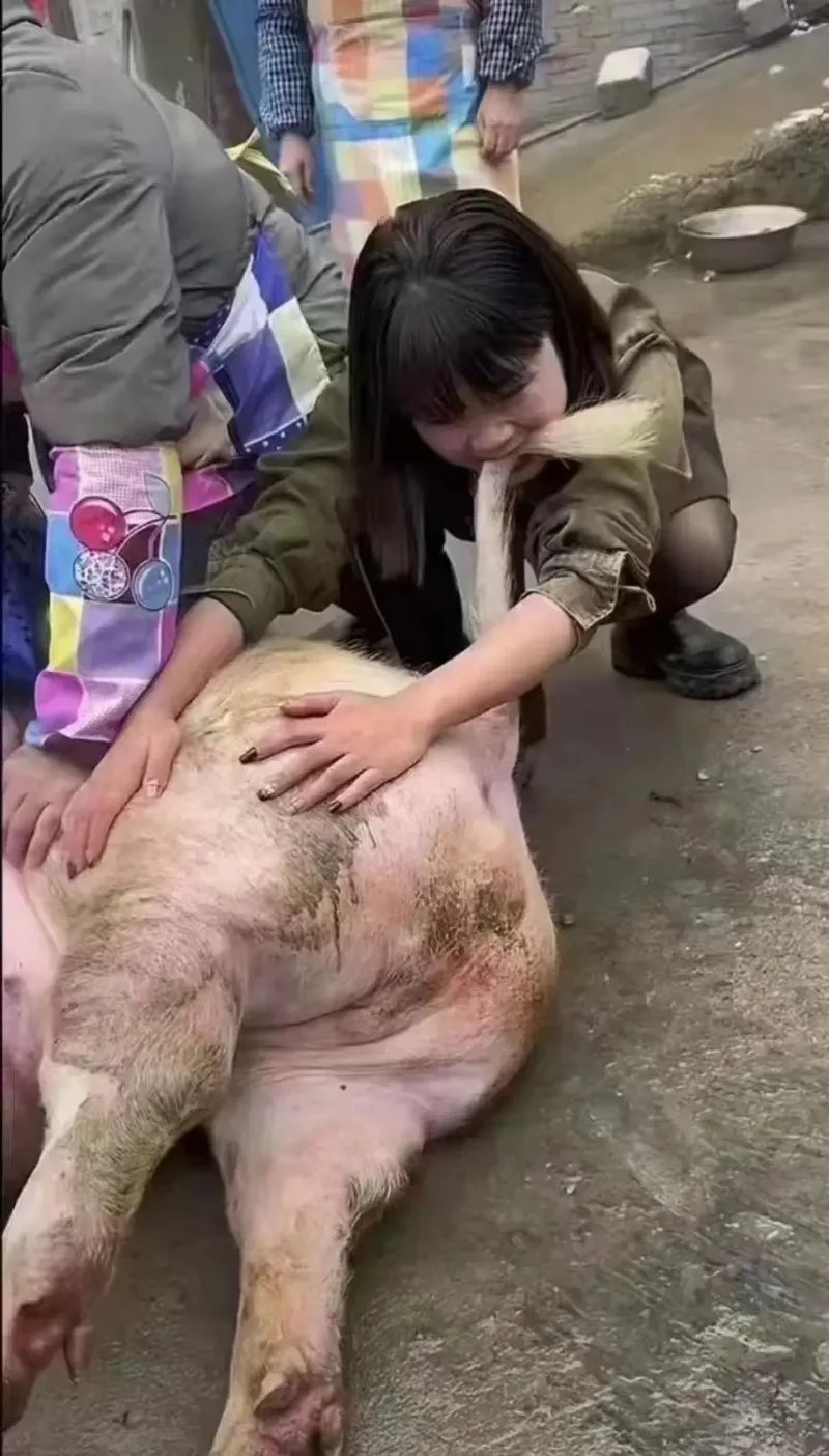 抓猪模式的出处_2