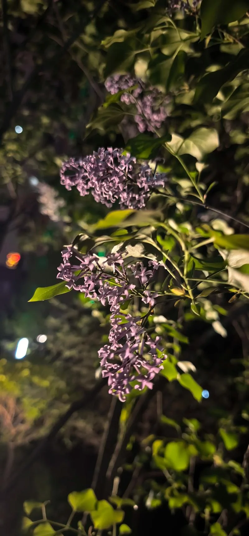 从丁香花感悟人生哲理_1