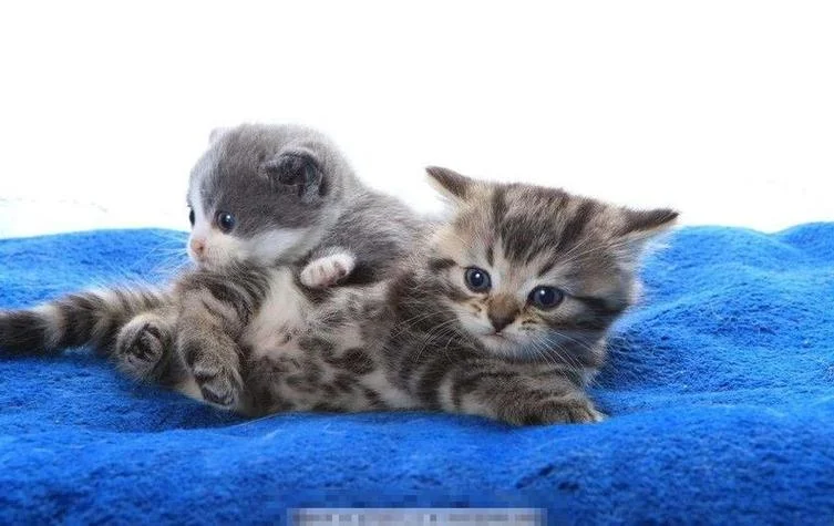 梦见猫生小猫是什么意思周公解梦_2