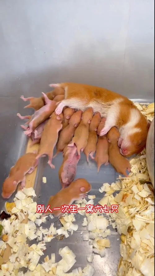 梦见老鼠下崽是吉兆吗_2