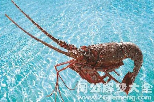 孕妇梦见大龙虾飞上岸_1