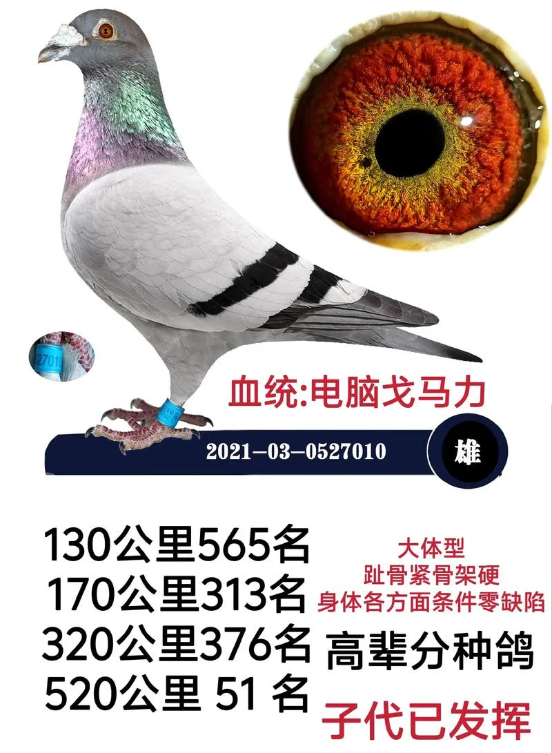 搜鸽网查询查成绩_1