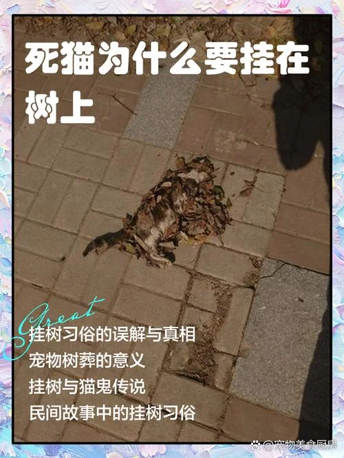 梦见猫还有死猫_1
