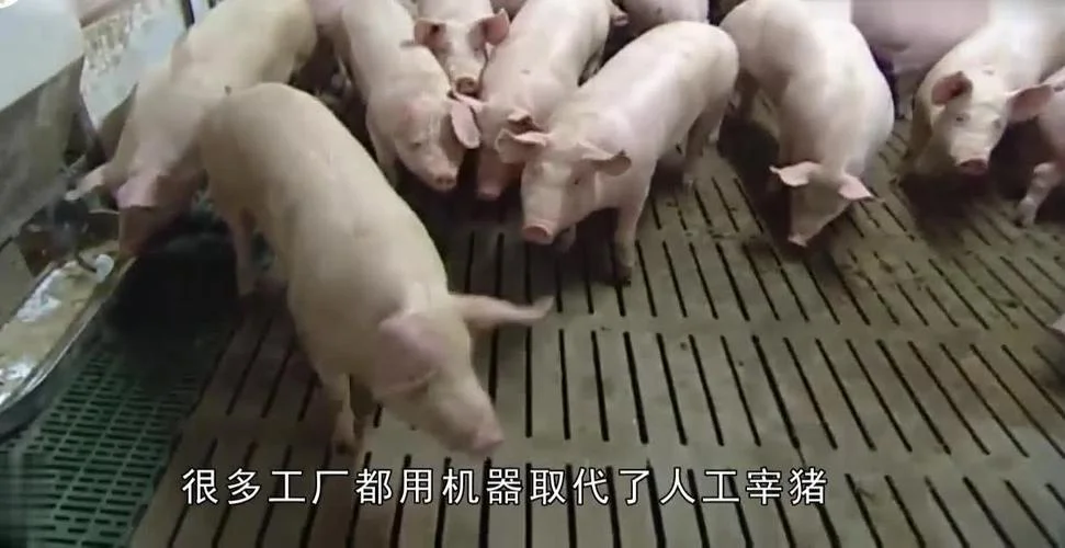 杀猪机器是什么为原理_1