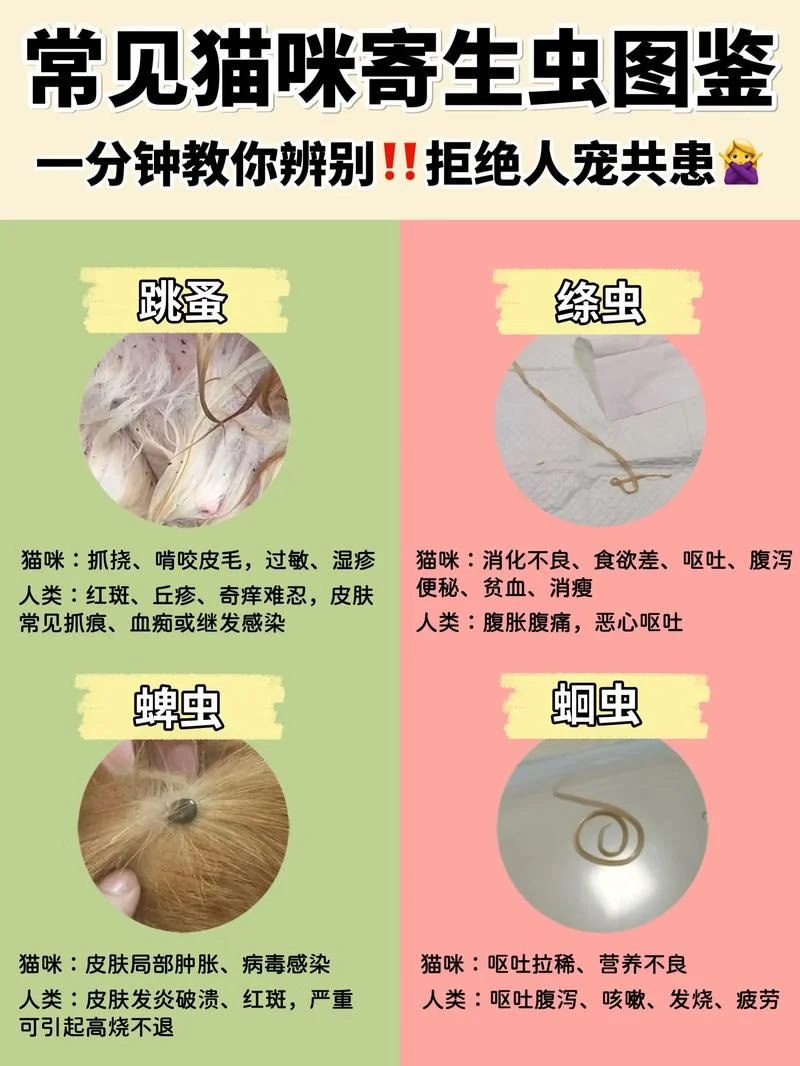 人身上有猫虱子怎么办-人身上有猫虱子怎么办