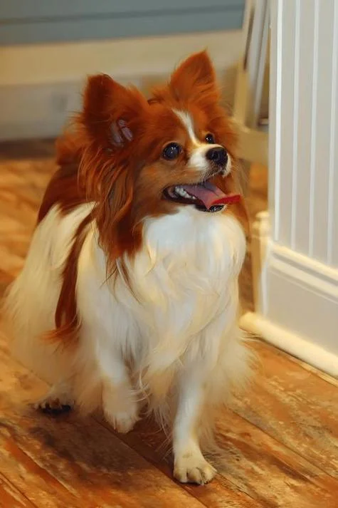 蝴蝶犬买什么狗粮-蝴蝶犬狗粮推荐