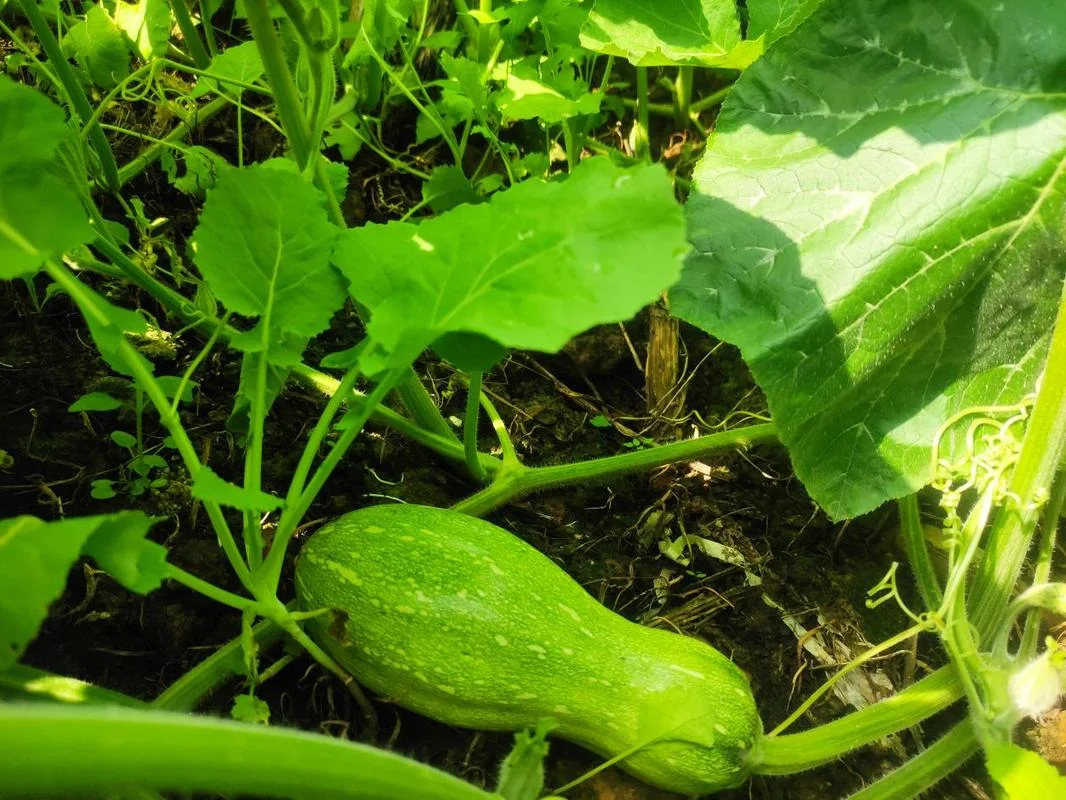 南瓜一亩种植多少棵_1