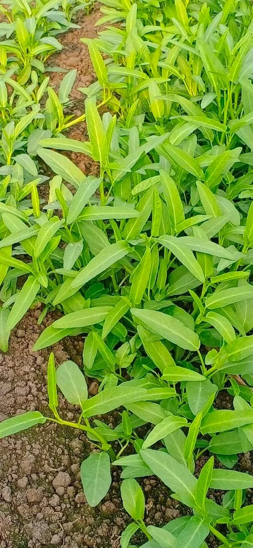空心菜亩用种量多少斤_2