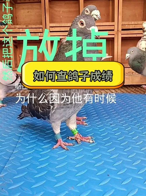 鸽子成绩查询免费_2