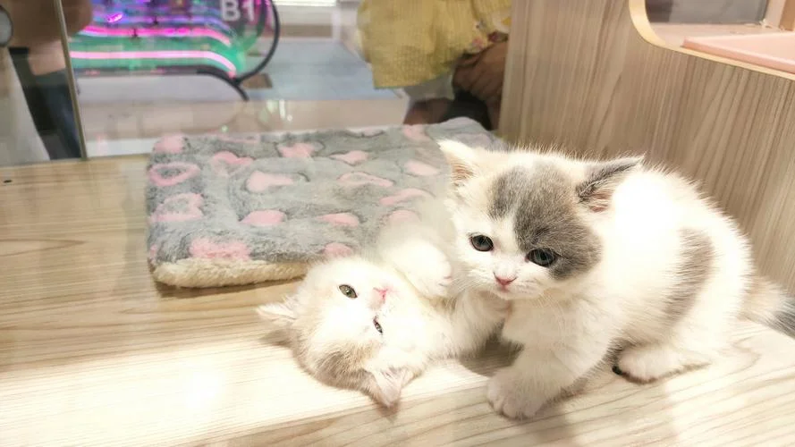 宠物公社的猫叫什么_1