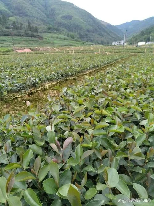 油茶树一亩种多少棵_1