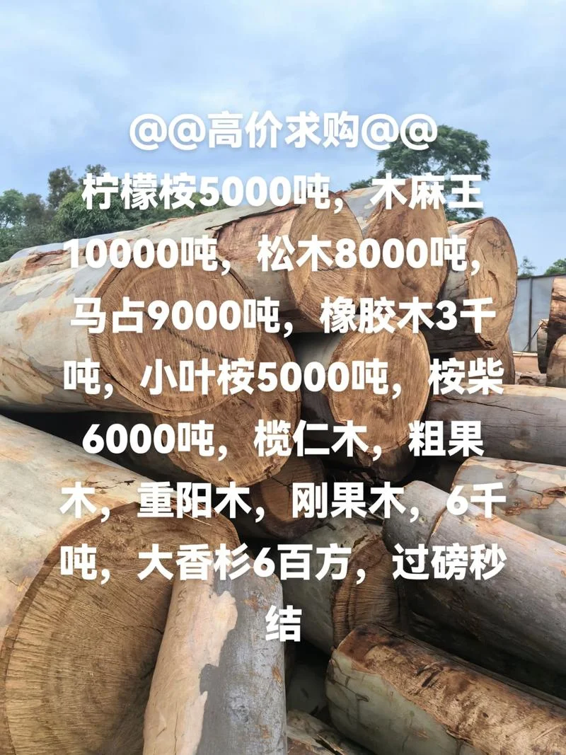 100亩桉树能卖多少钱_1