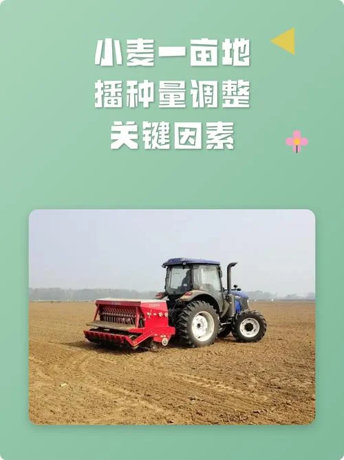 小麦一亩地播多少种子_1