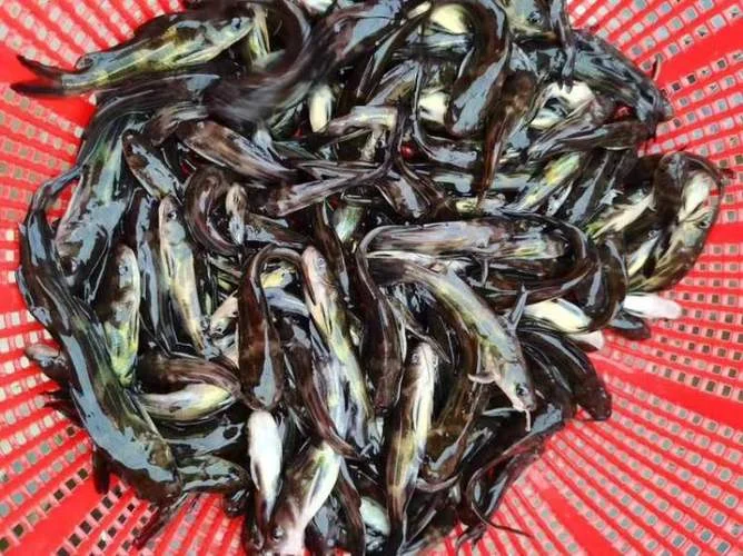 一平方网箱能养殖多少尾黄骨鱼-一平方网箱养多少黄骨鱼