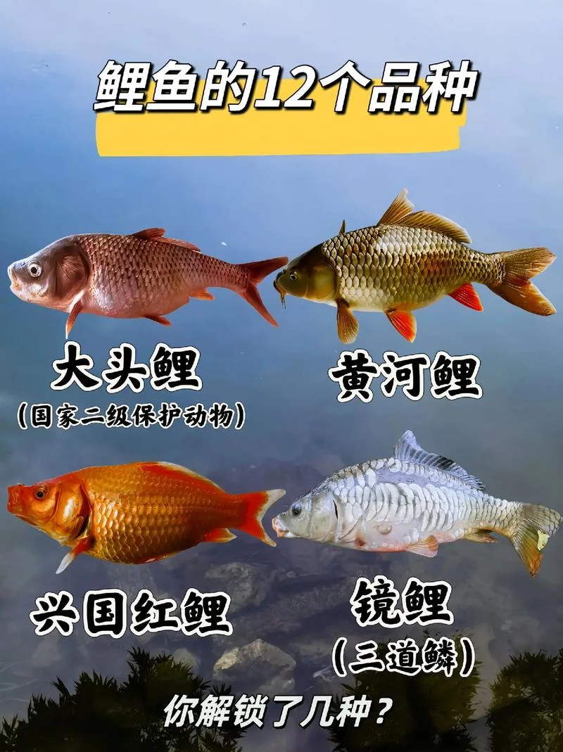 鲤鱼春天几月份好钓_2