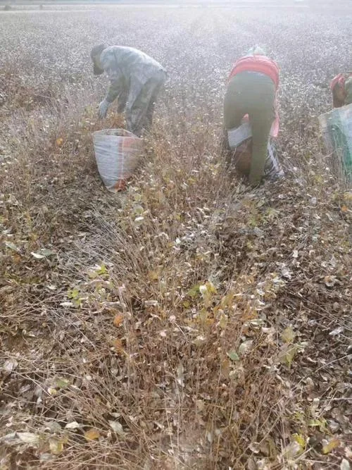 种一亩苍术三年赚多少钱_2