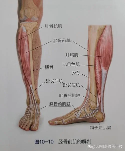 大腿根部叫什么肌肉_1