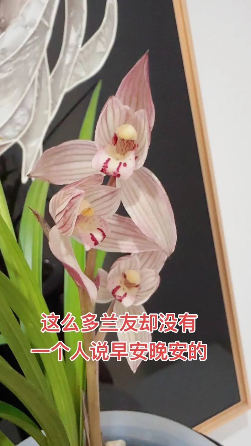天涯何处觅知音出自_1