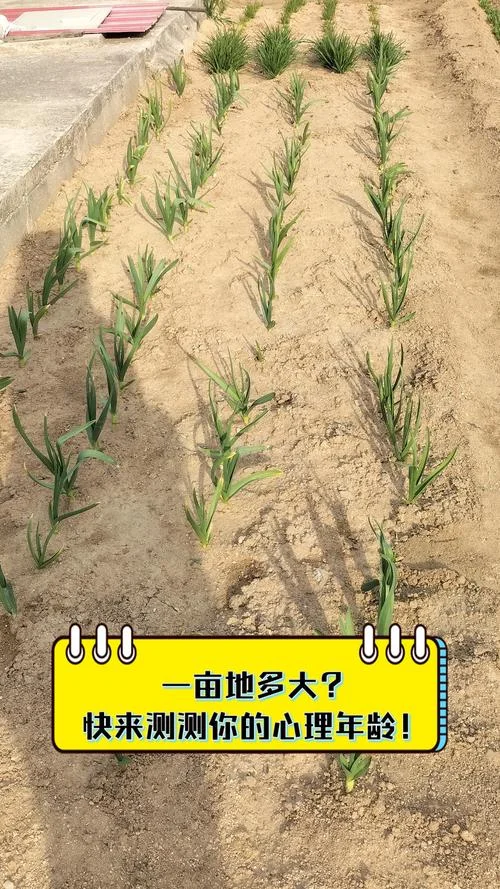 一亩地的边长是多少米_2