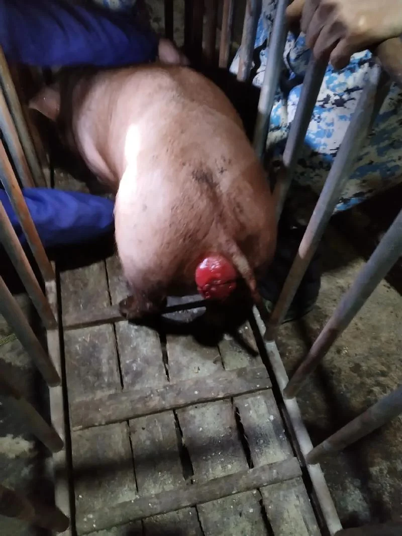 小猪脱肛怎么办_1