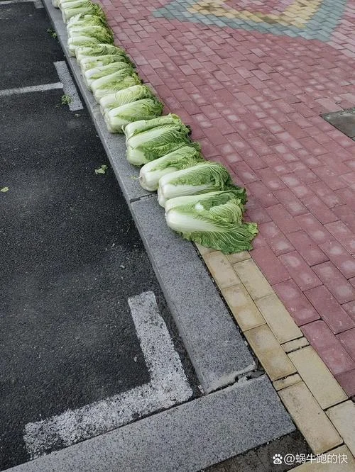 梦见自己偷很多白菜_1