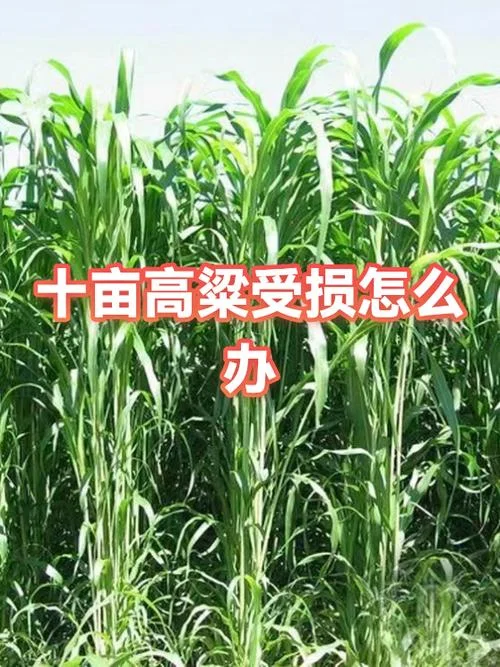 种植高粱一亩地需要多少成本_1