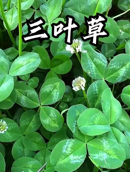 三叶草又叫什么_2
