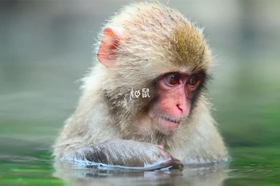 梦见好多猴子缠身不松_2