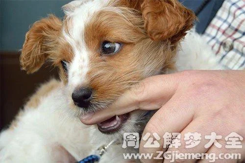 梦见狗咬手指不放-梦狗咬指