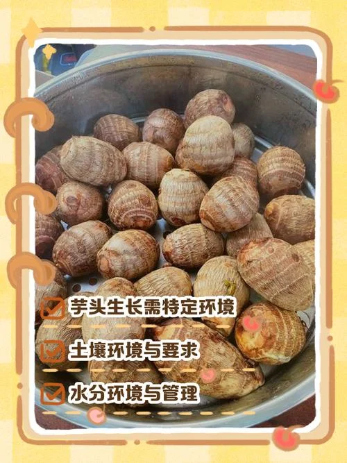 芋头是几月份种植的_1
