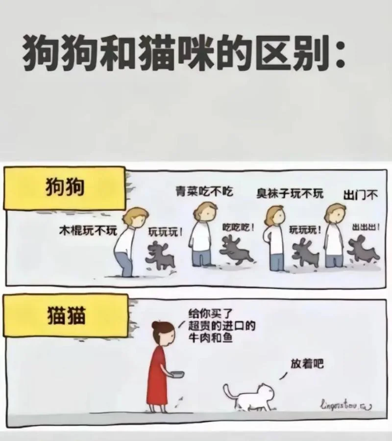 梦到猫狗什么意思_1