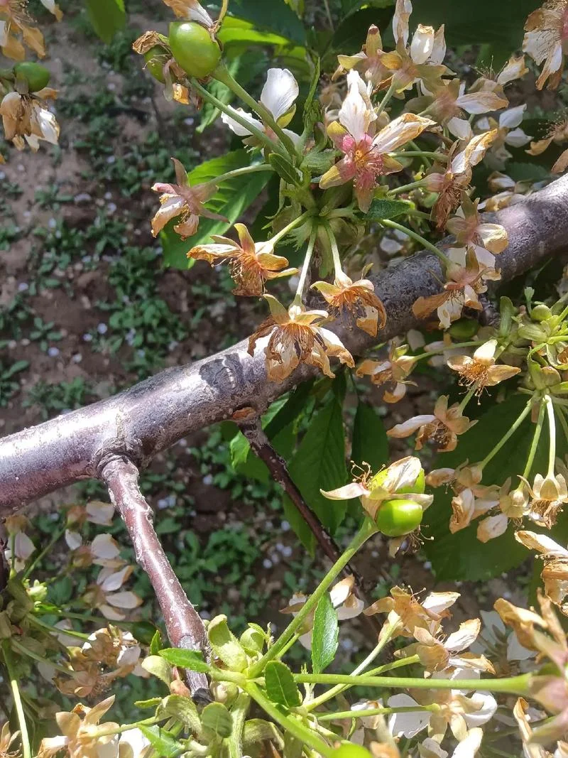 梦见果树开花无果_1
