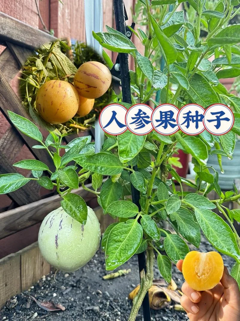 人参果几月份成熟云南_1