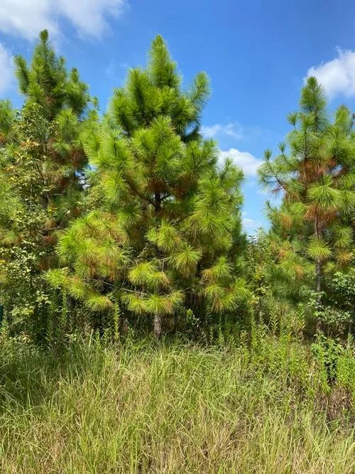 湿地松亩种多少棵-湿地松每亩种植量