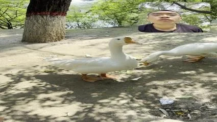 鸭子叫什么声音_2