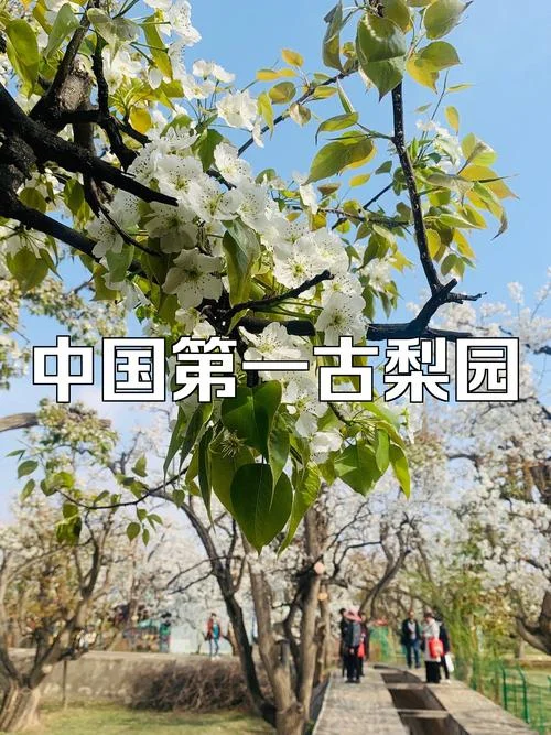 古梨园简介-古梨园简介