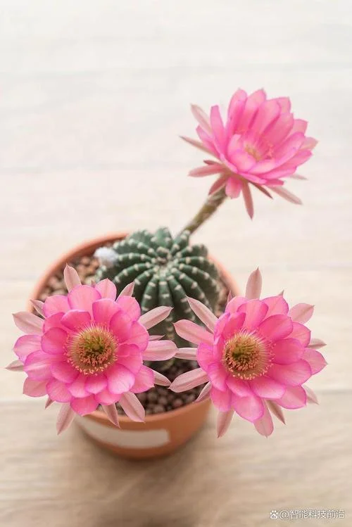 仙人掌上的花叫什么_1