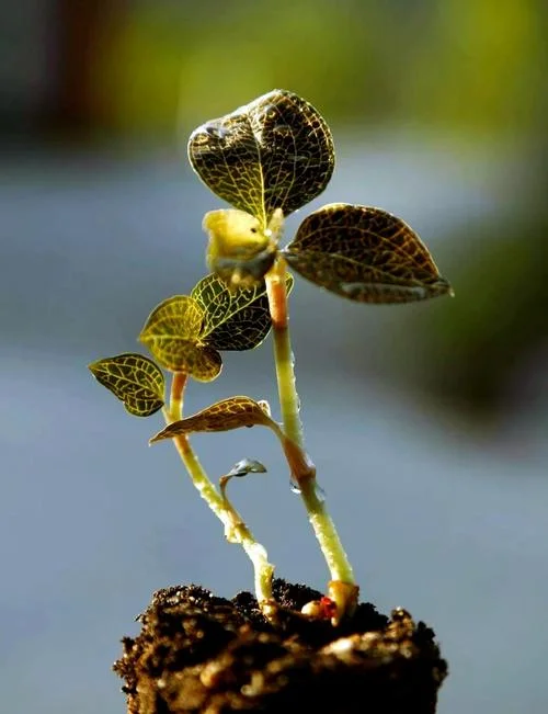金线莲的种植条件_1