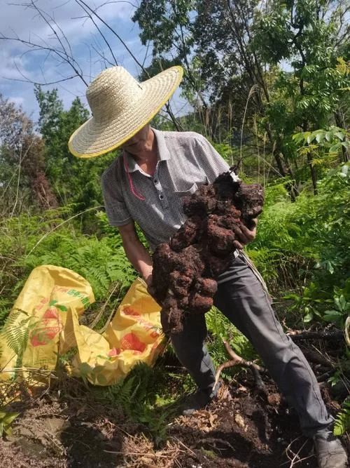 一亩茯苓种植多少钱_2
