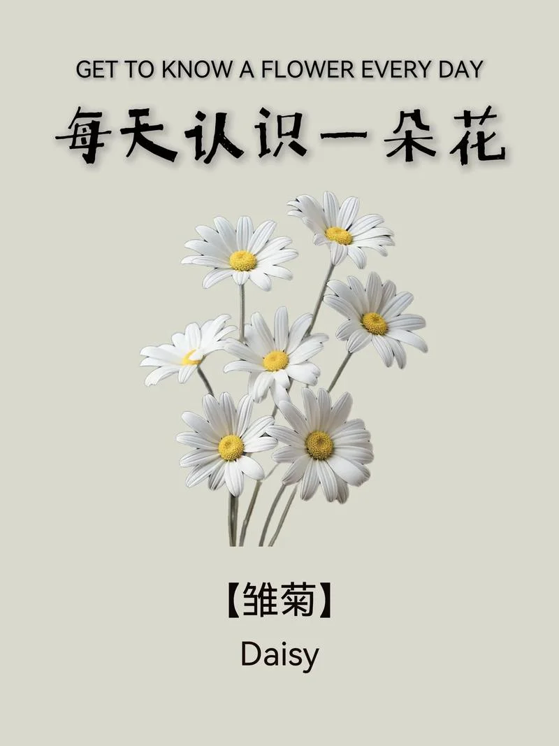 野菊花几月份开花_2