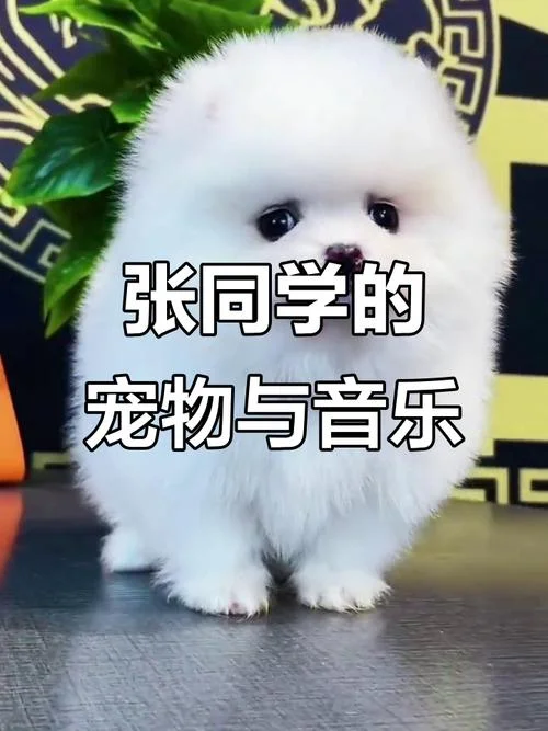 张同学背景音乐叫什么_2