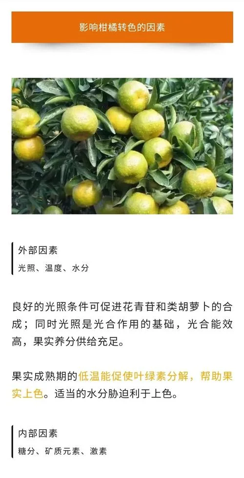 脐橙几月_2