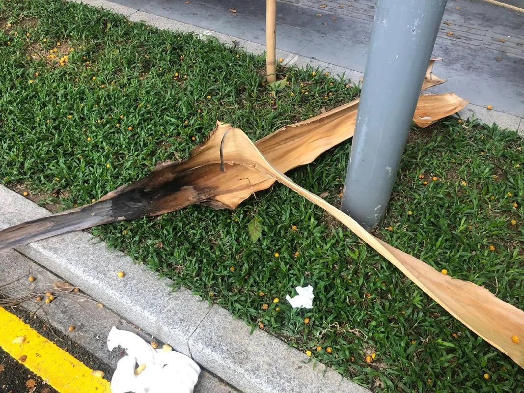 梦见李子树被折断了_1